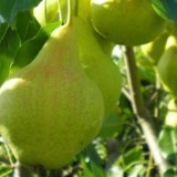 Куйбышевская золотистая8_0x160 Любимый сад